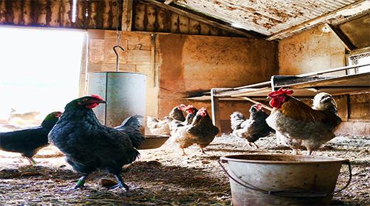 Preparing Chicken Coop For The Winter